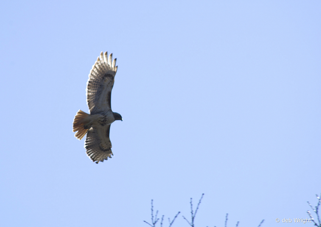 Red Tail Hawk in Flight