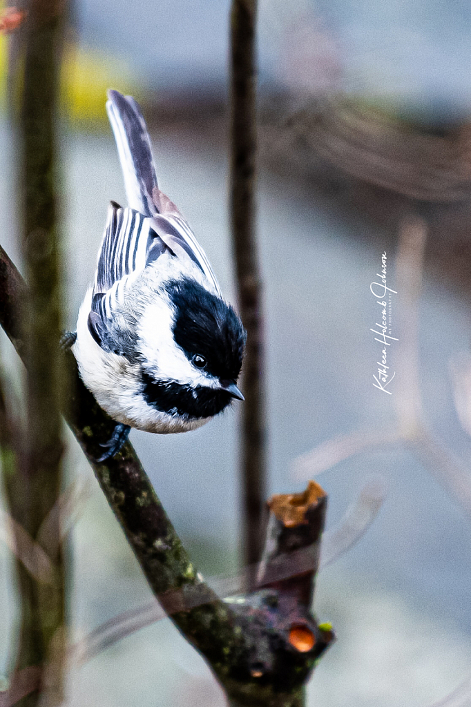 Just A Little Chickadee!