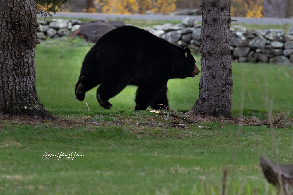 Big Girl In My Front Yard!