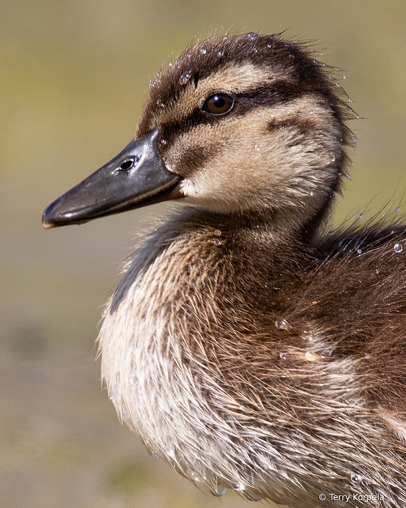 1st Duckling of 2020