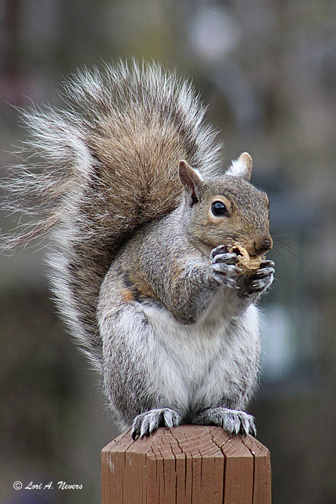 Squirrel 2
