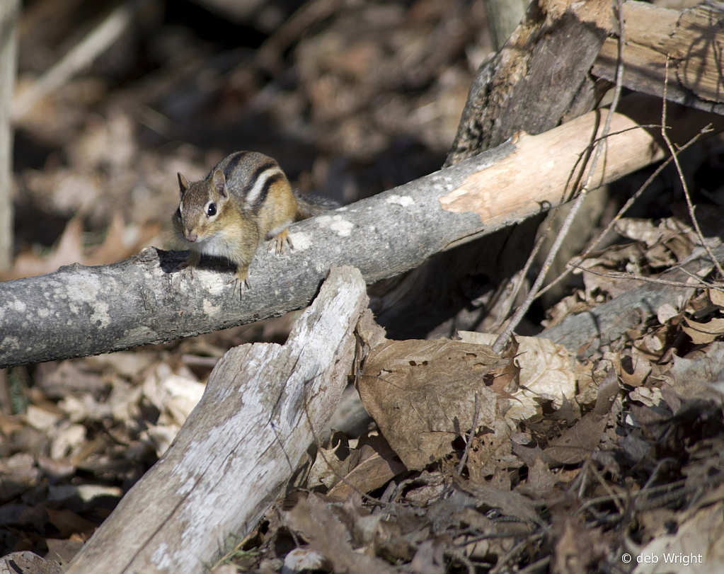 Chipmunk