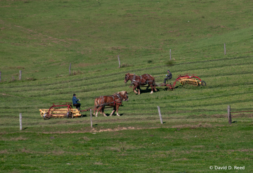 Dueling Hay Rakes