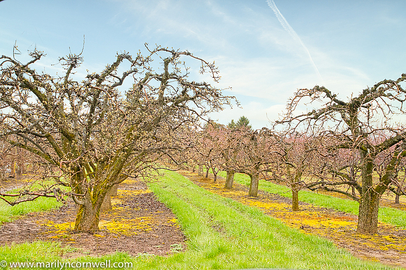 Orchards in April in Niagara