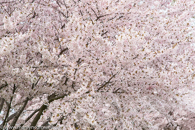 Sakura Cherry