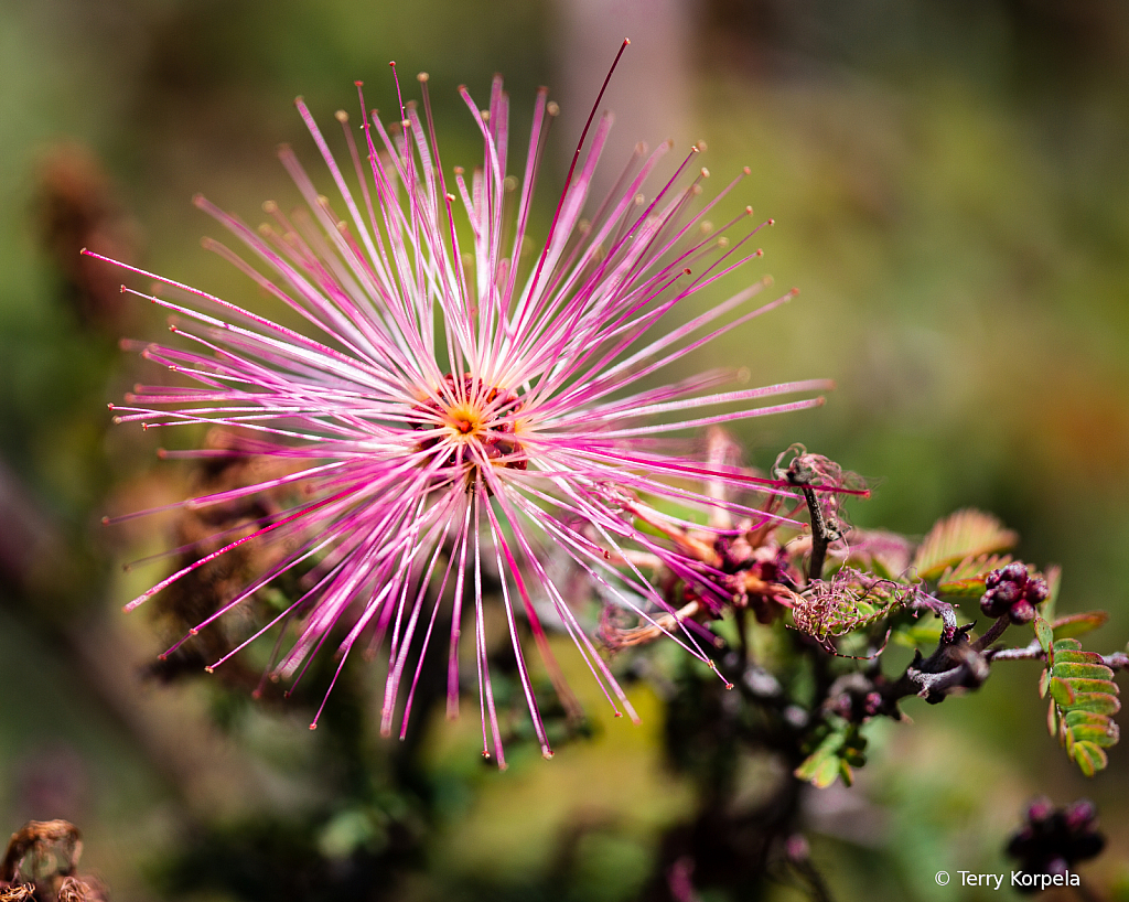 Berkeley Botanical Garden   