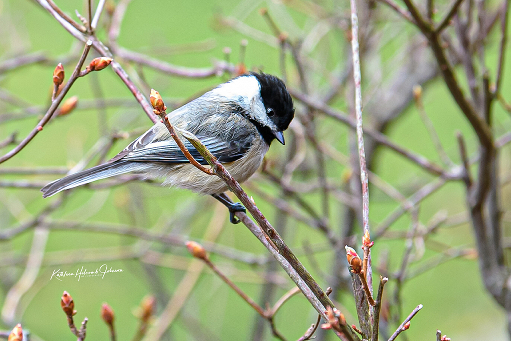 Serious Chickadee!