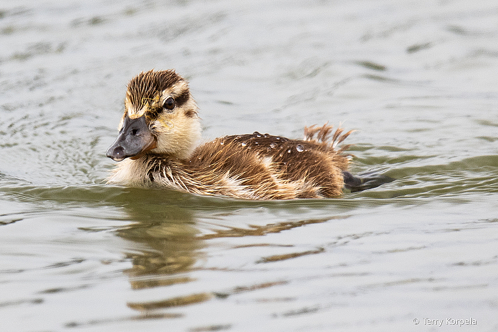 2 Week Old Quacker!