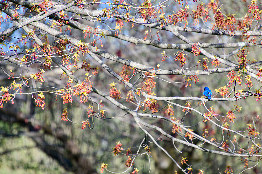 When Your Blue - Camouflage - Not So Much!