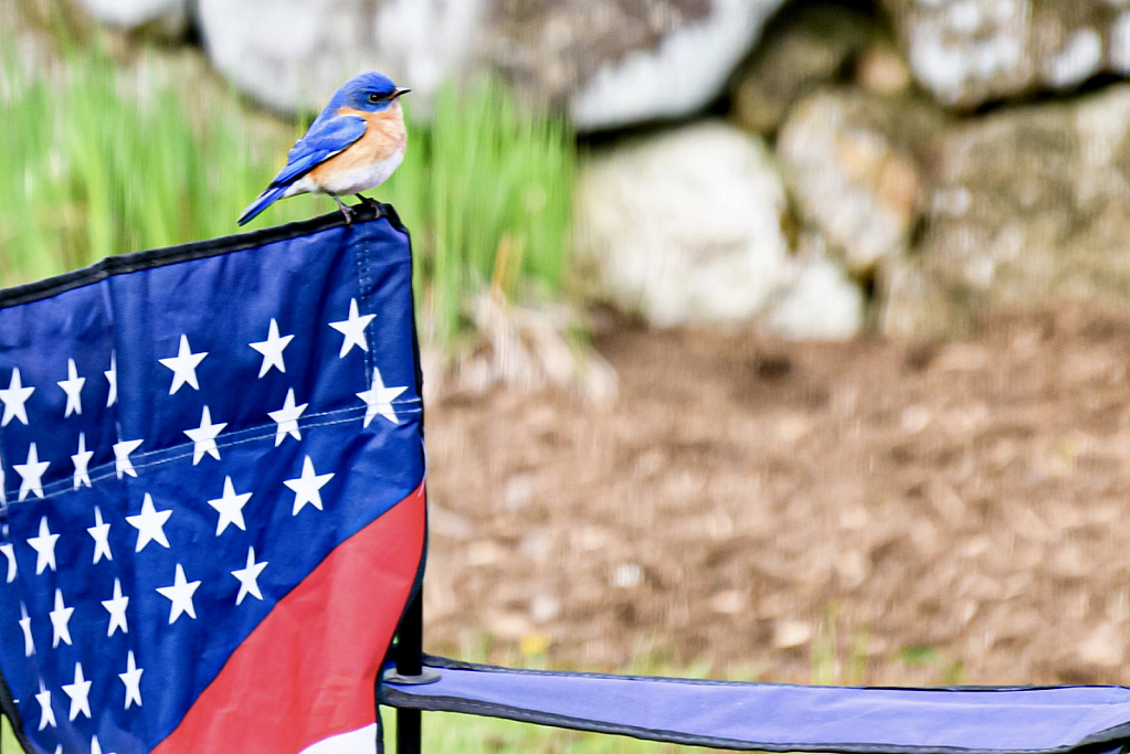 Patriotic Bluebird!