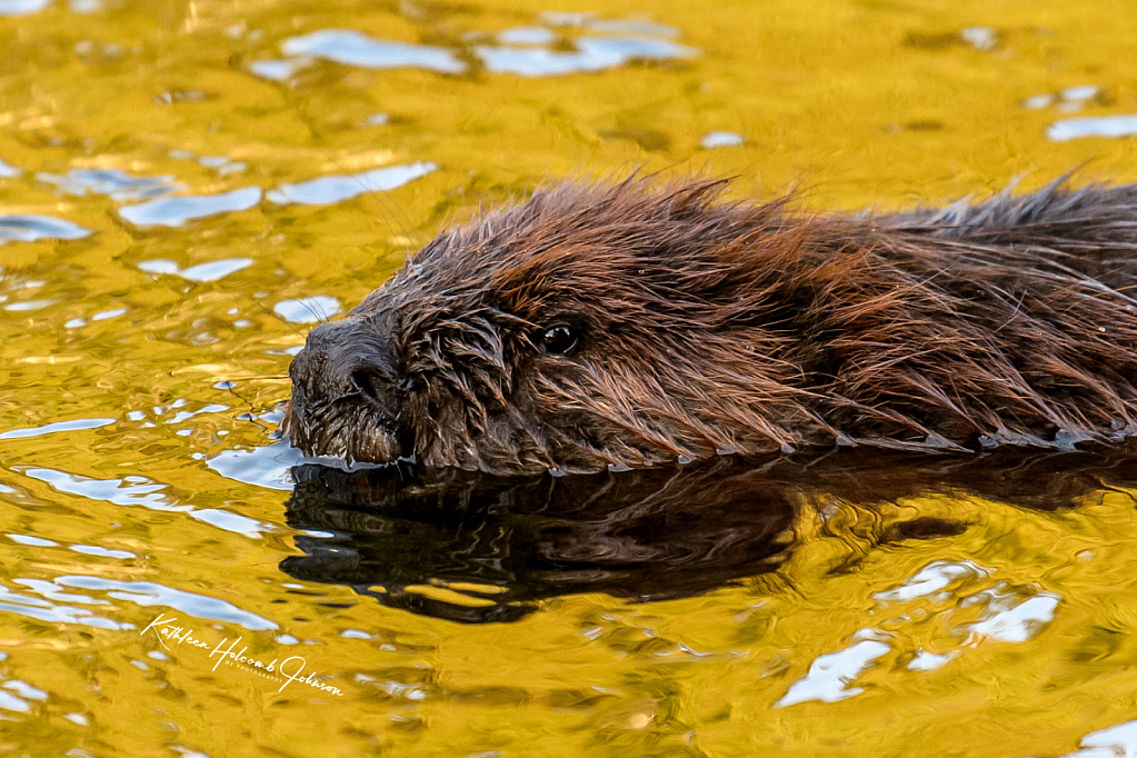 Golden Hour - Beaver Found A Pot of Gold!