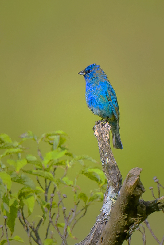 Indigo Bunting 1