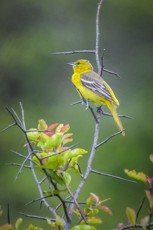 Yellow Warbler 1