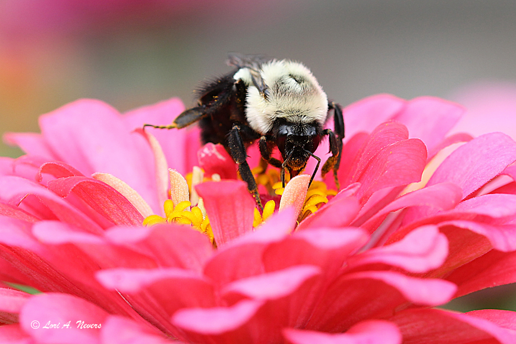 Bee