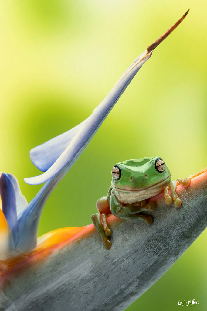 Frog in Paradise
