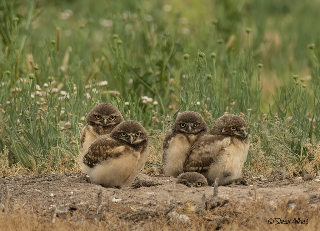 Baby Burrowing Owls