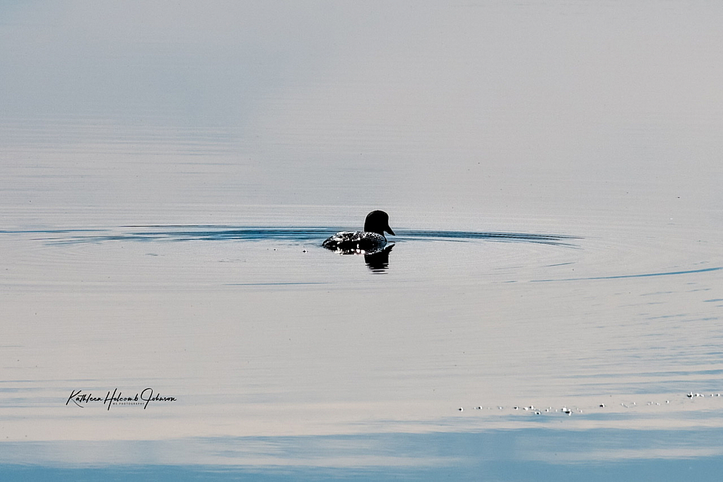 Loon - Enjoying The Beginning Of Spring!
