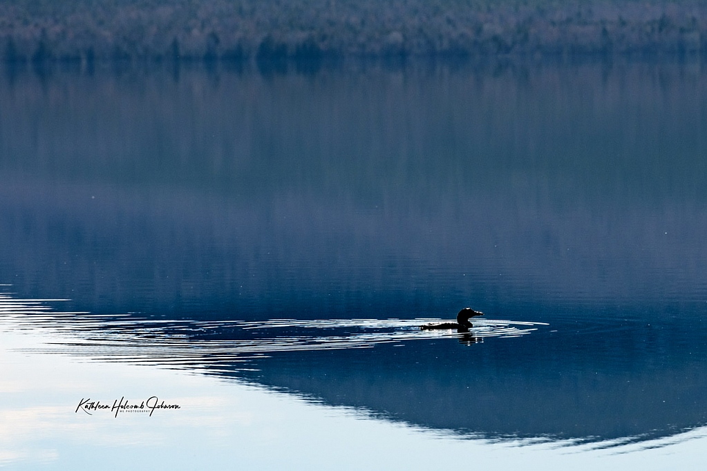 Loon Visit!