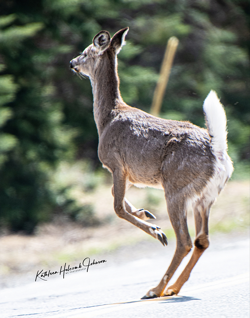 Deer About To Cross The Road! 3