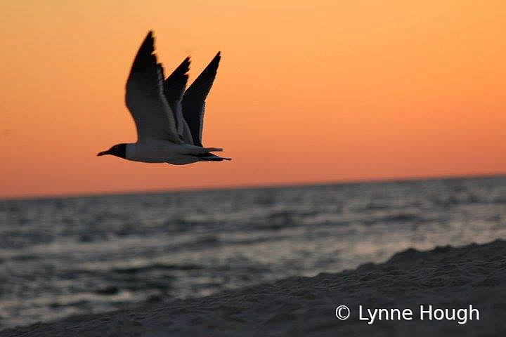 Three-winged Gull