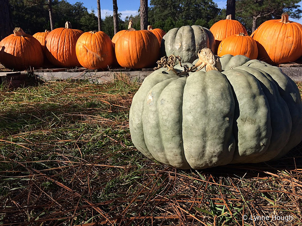 Pumpkins