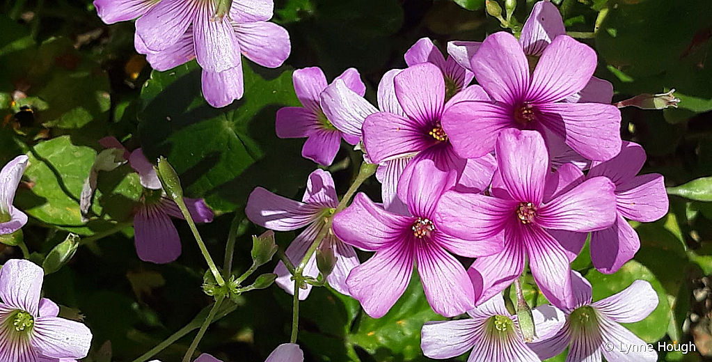 Wild Violets