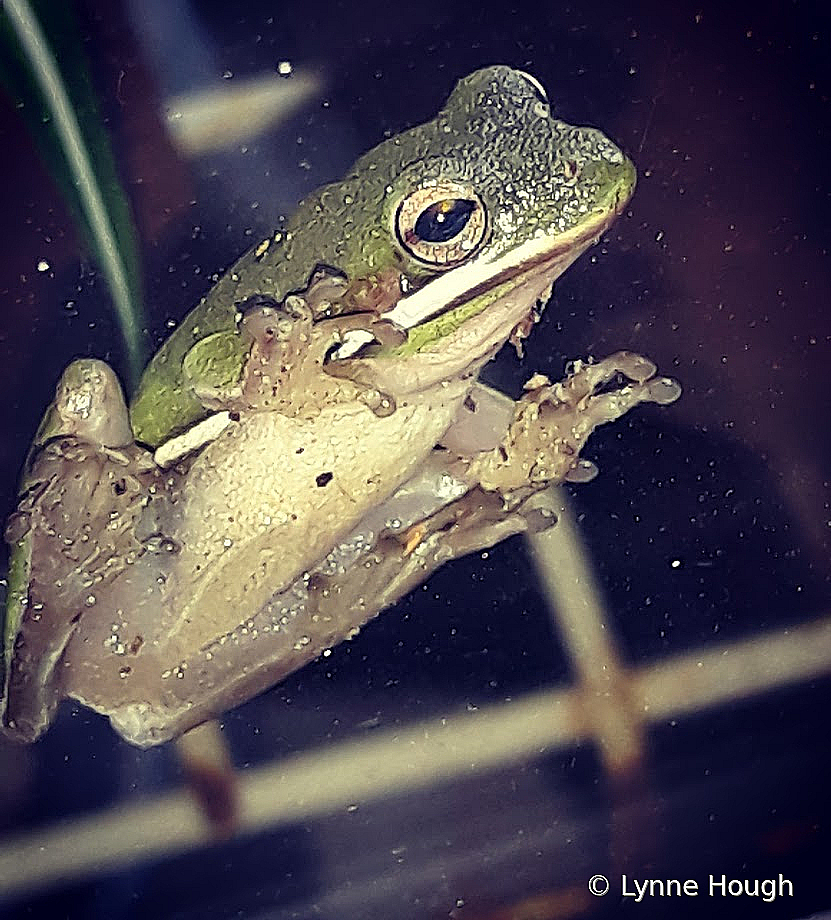 Florida tree frog