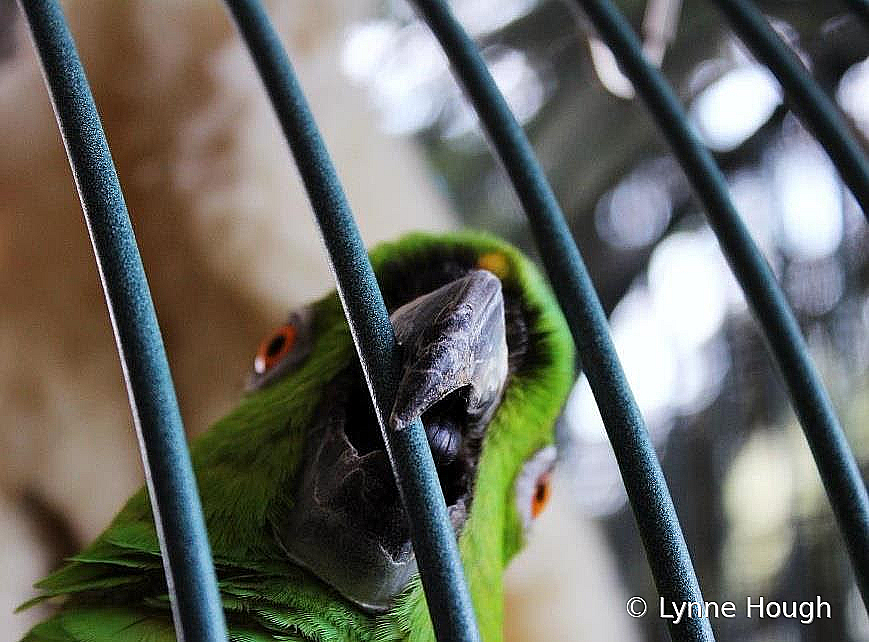 Dad's Bird