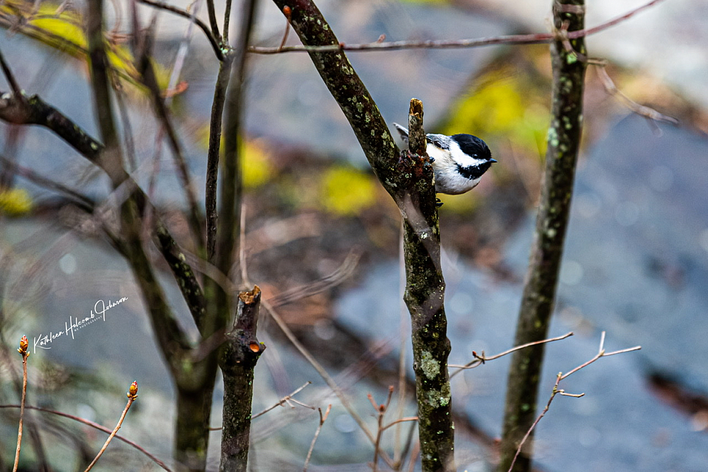 Chickadee!