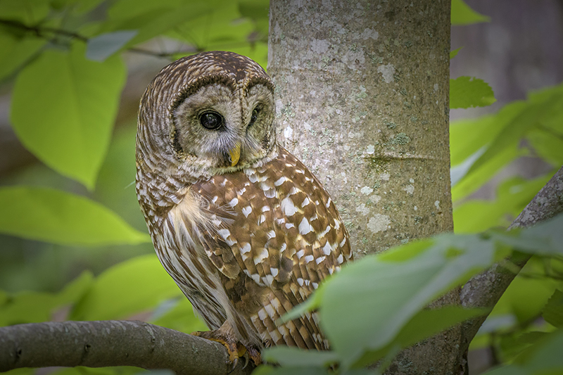 Barred Owl 10