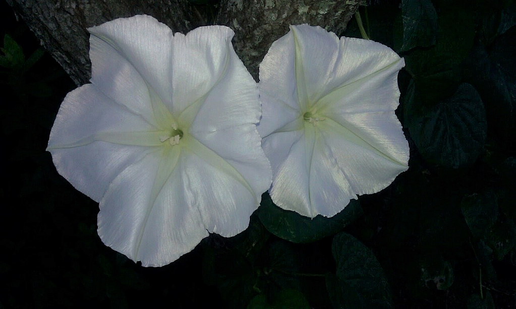 Moonflowers