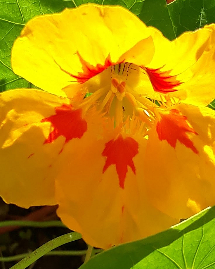 Nastursium
