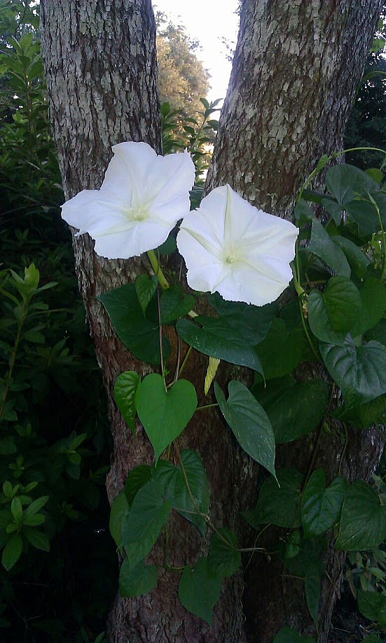 Moonflowers