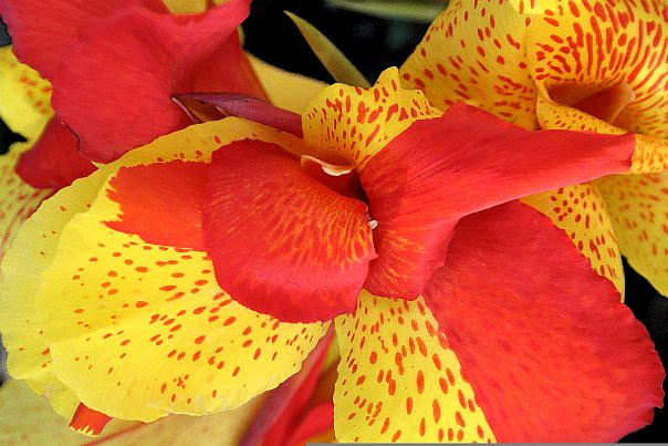 Tiger Lilly
