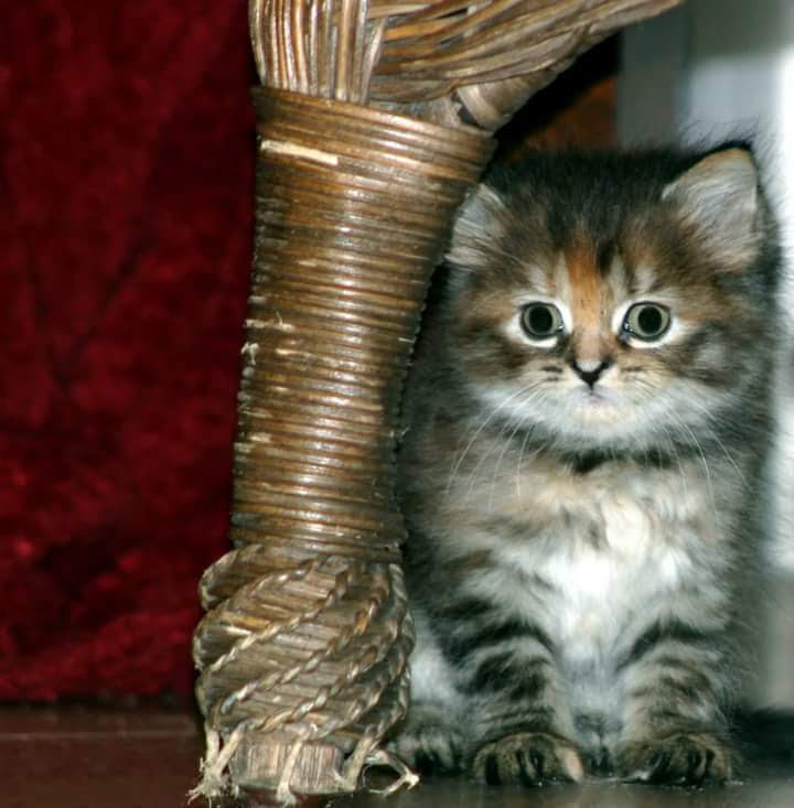 Have you seen my white ornament?