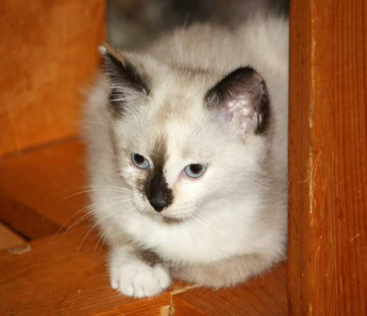 Sweet baby