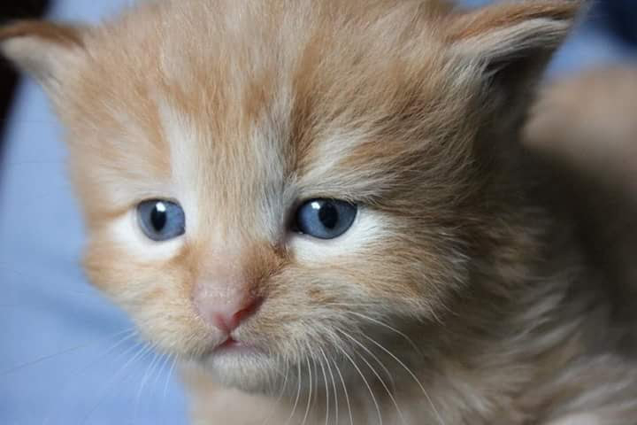 Fuzzbucket