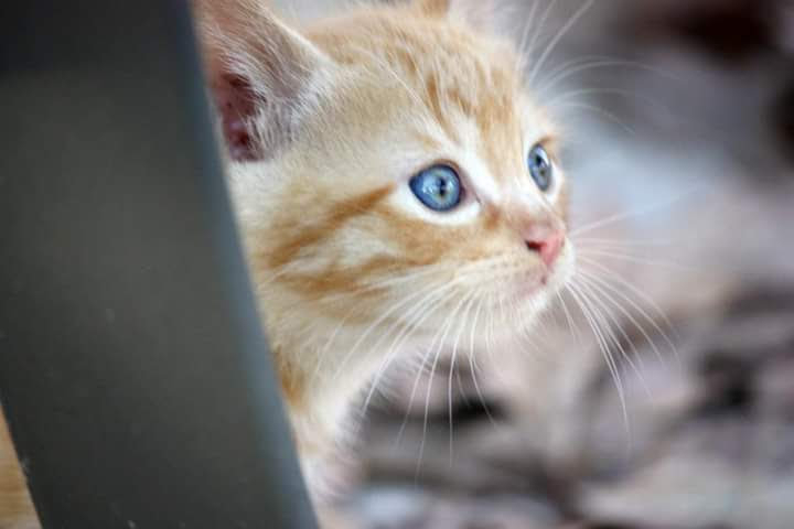 Bright eyes