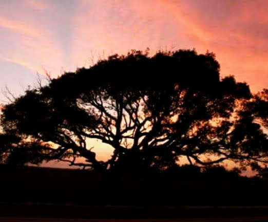 Elegant tree at Ft Pickens