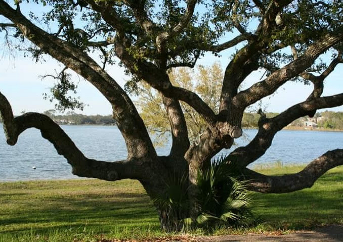 Tree on Bayou Texar, Pensacola