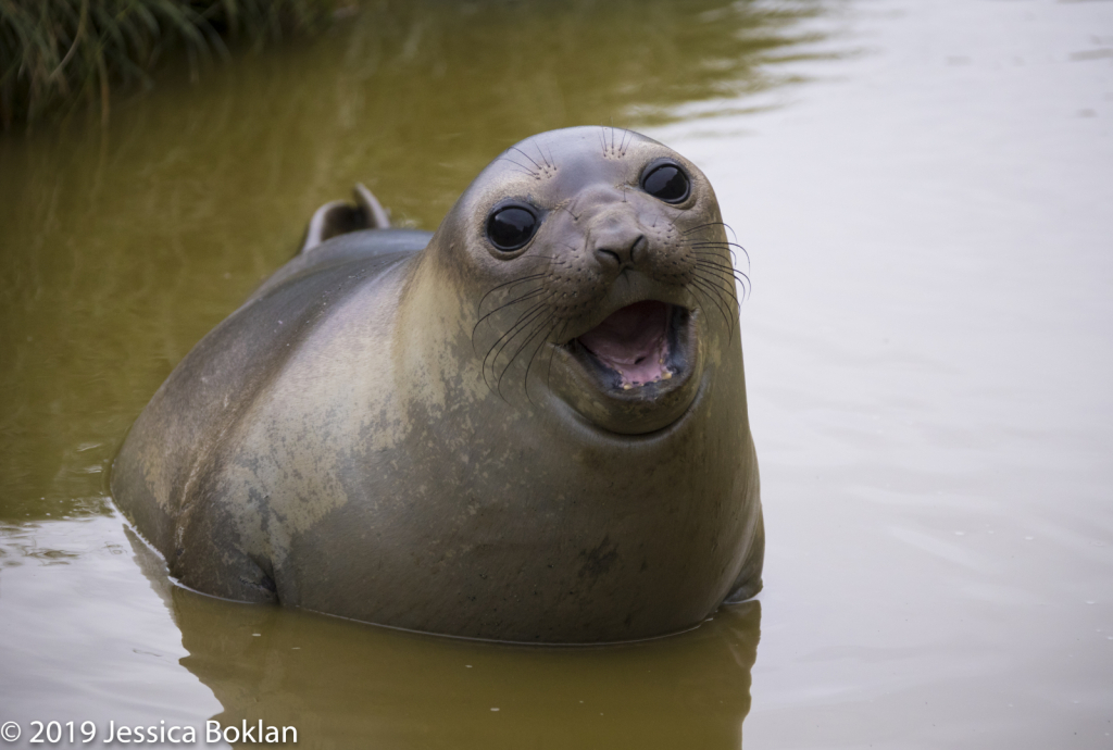 Elephant Seal Weaner