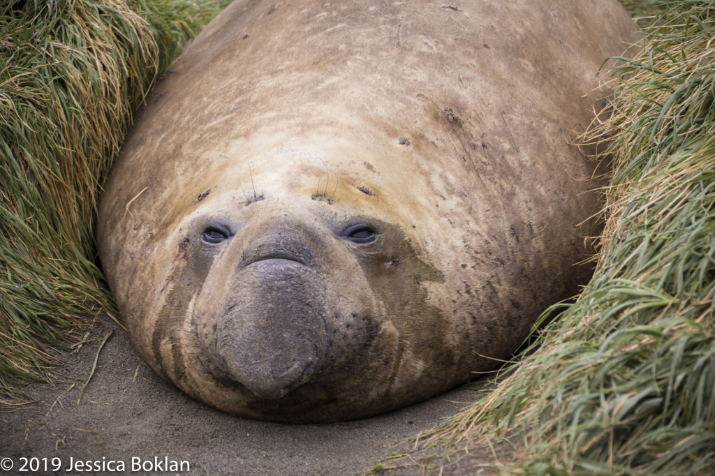 Elephant Seal