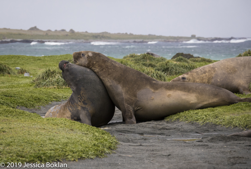 Elephant Seals Fighting