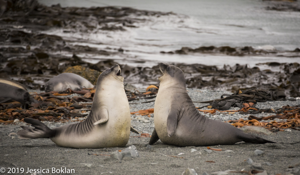 Elephant Seal Weaners Playing
