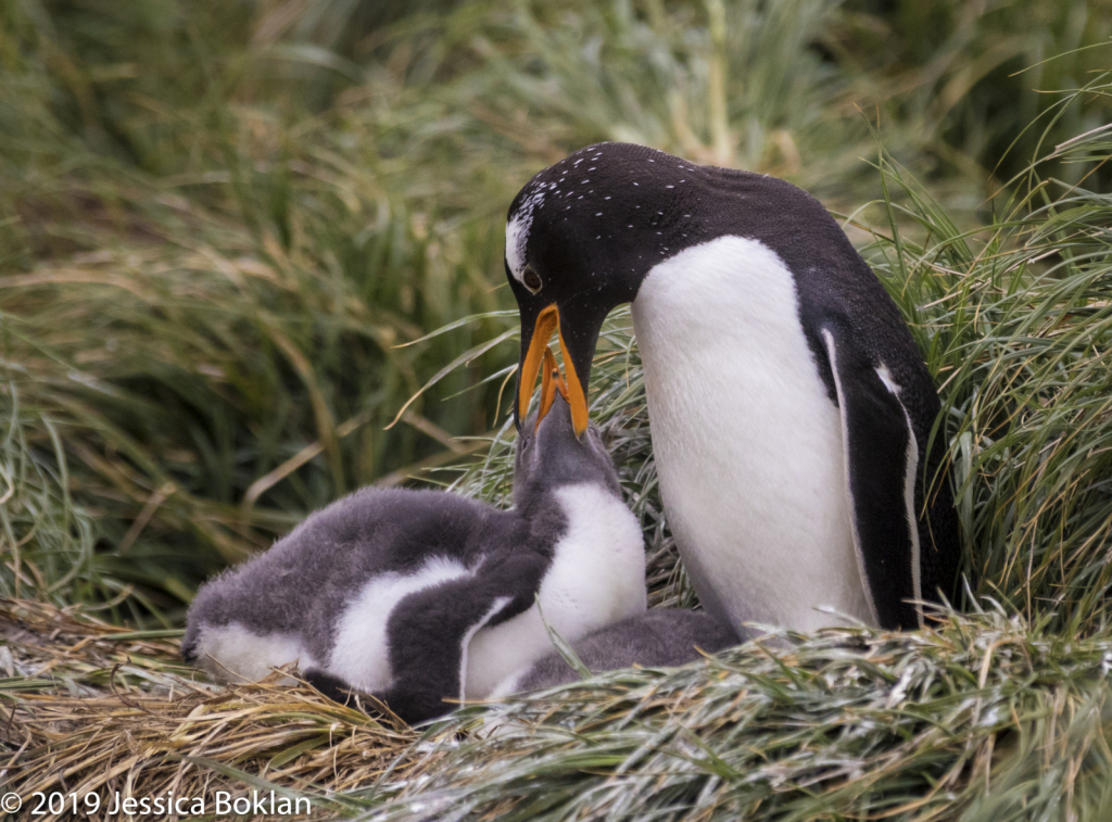 Gentoo Penguin Feeding Chick