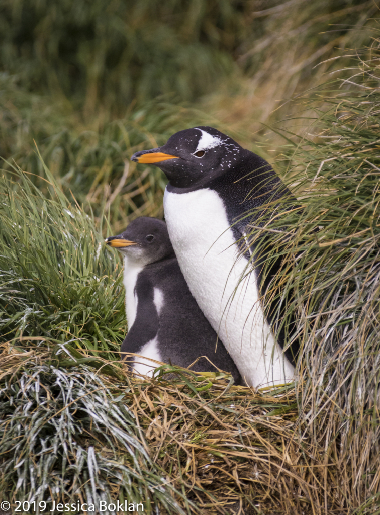 Gentoo Penguin with Chick