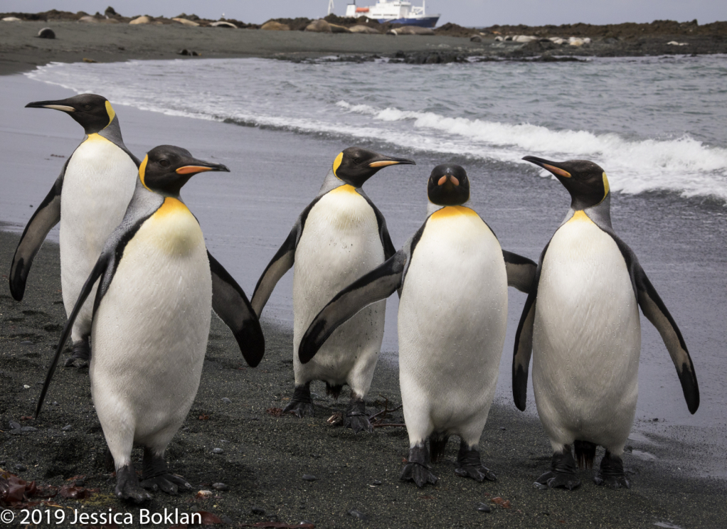 King Penguins