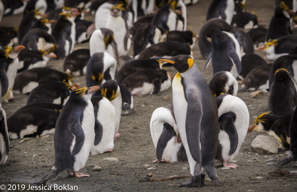 King Penguin Visiting Royal Penguin Colony