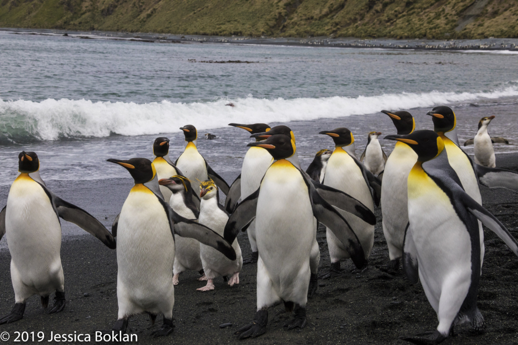 Royal Penguin Pair Crashing King Penguin March