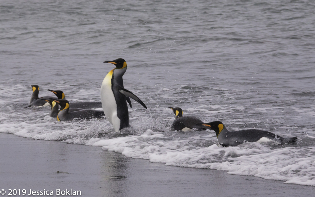 King Penguins Emerging from Sea
